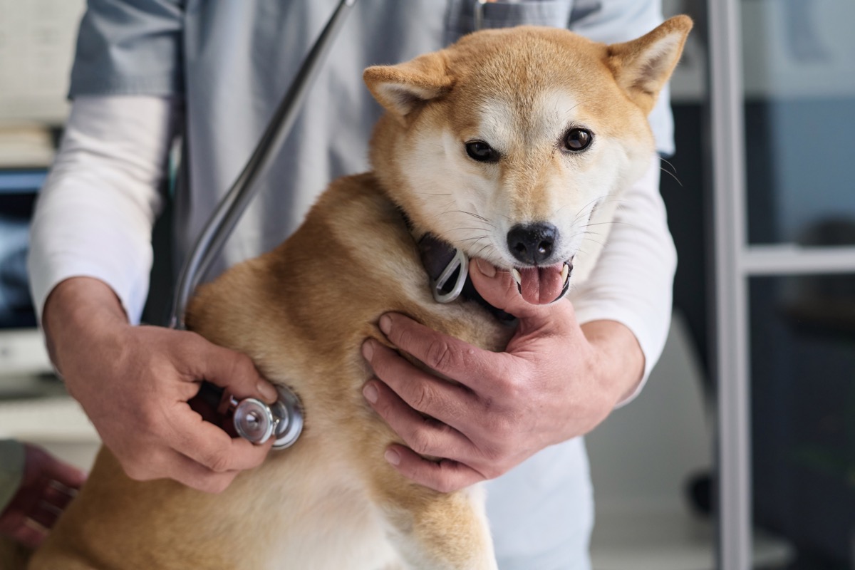 shiba inu at the vet