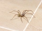 Close up of a spider on a tile floor