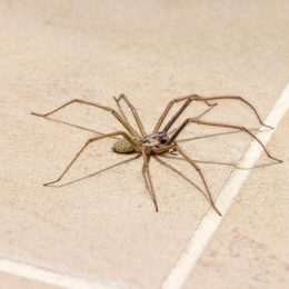 Close up of a spider on a tile floor