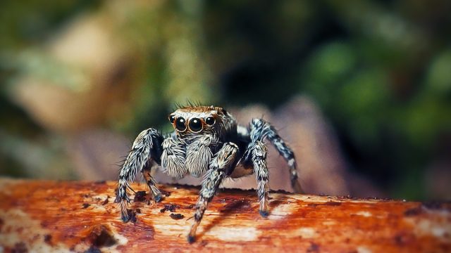 Evarcha falcata Jumping Spider