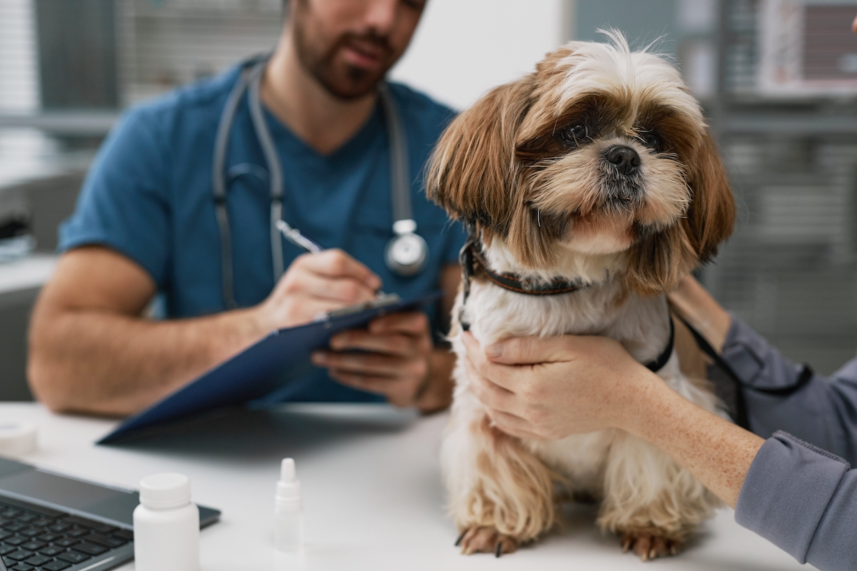 Close-up of cute yorkshire terrier sitting on table by female owner against young male veterinarian making prescription notes in document
