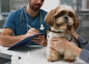 Close-up of cute yorkshire terrier sitting on table by female owner against young male veterinarian making prescription notes in document
