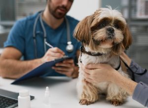 Close-up of cute yorkshire terrier sitting on table by female owner against young male veterinarian making prescription notes in document