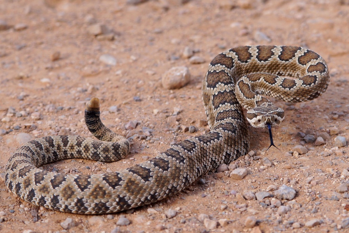 Rattlesnake on the Ground