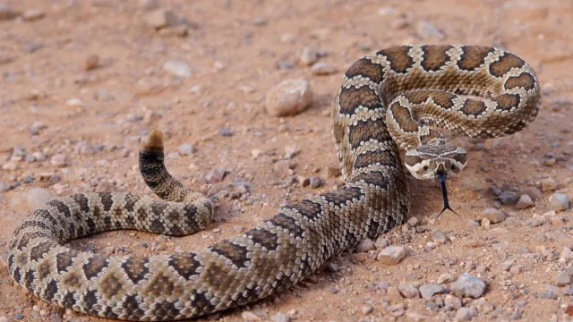 Rattlesnake on the Ground