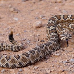Rattlesnake on the Ground
