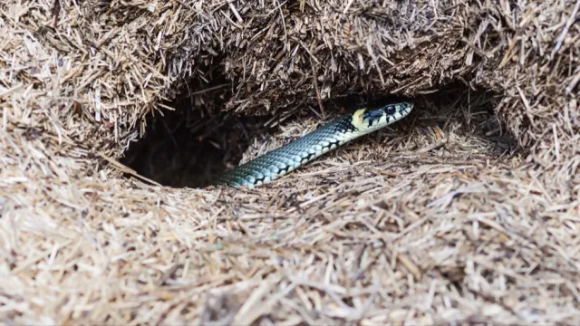 Snake Coming out of Hole in Ground