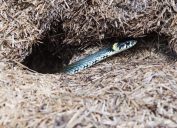 Snake Coming out of Hole in Ground