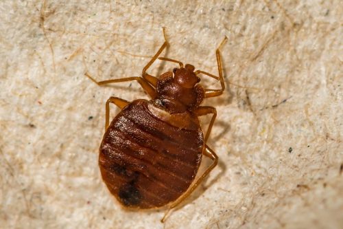 A close up of a Female Bed Bug found in Connecticut.