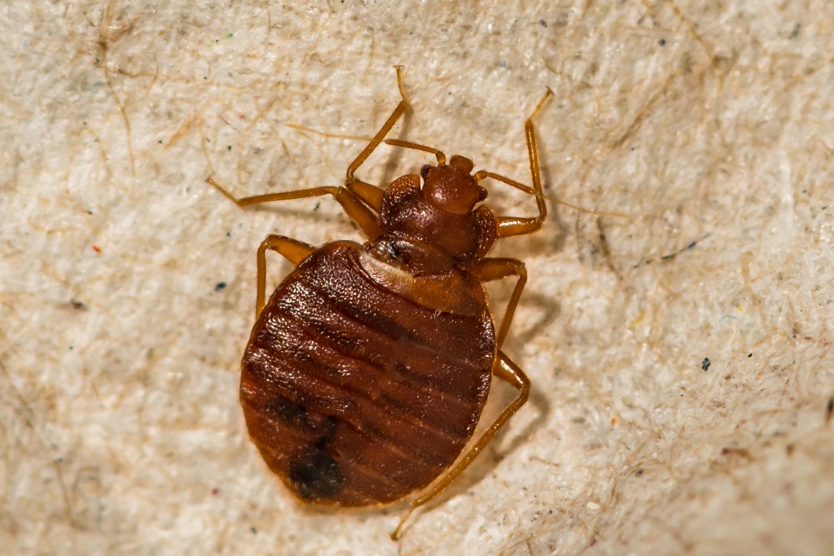 How to Get Rid of Bed Bugs the Easiest Way Possible — Best Life