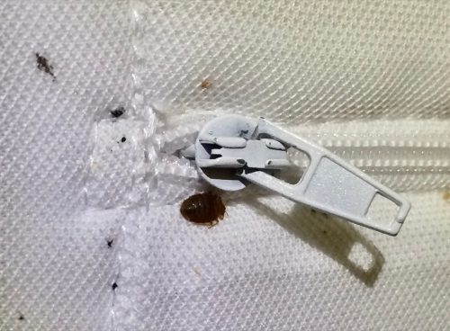 Bed bug on mattress