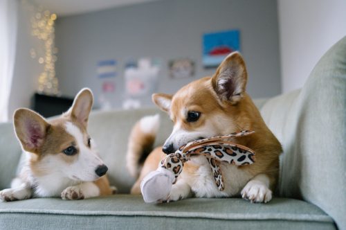 two corgis fighting over a toy