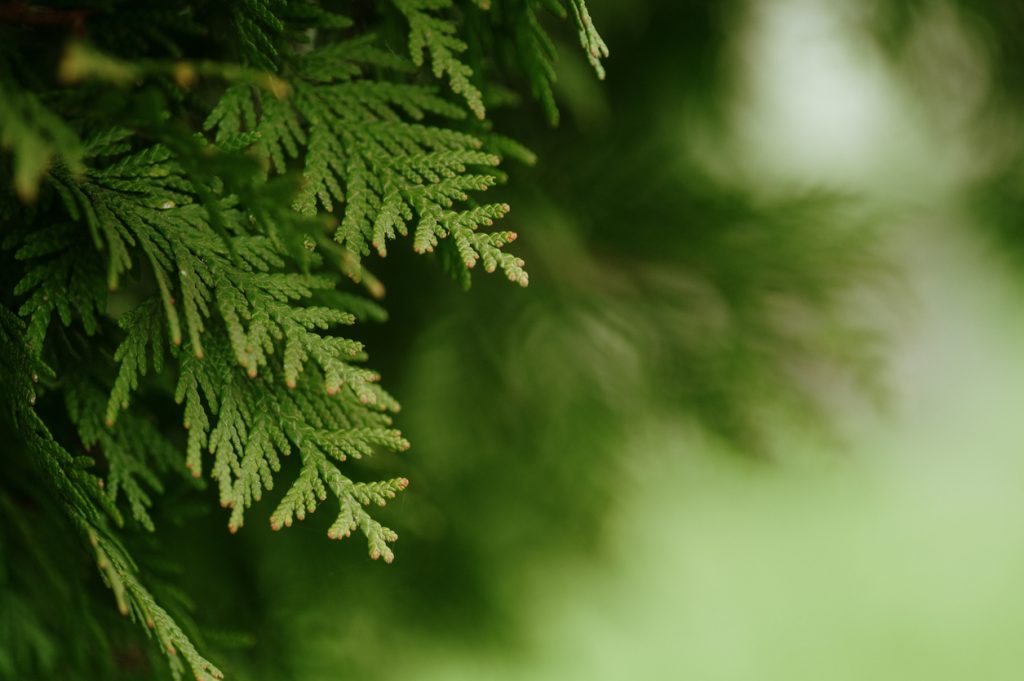 A close up of the leaves of a cedar tree
