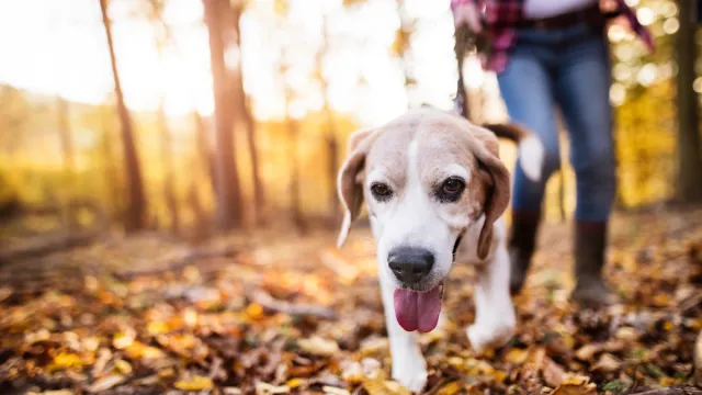 A dog walking ahead of its female owner in a forest during the fall.
