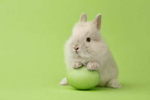 White Easter bunny holding a green Easter egg on a green background