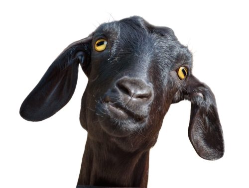 silly looking goat against a white background