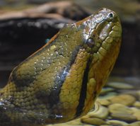 green anaconda poking its head out of the water
