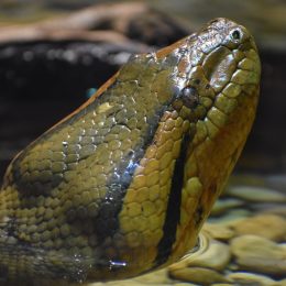green anaconda poking its head out of the water