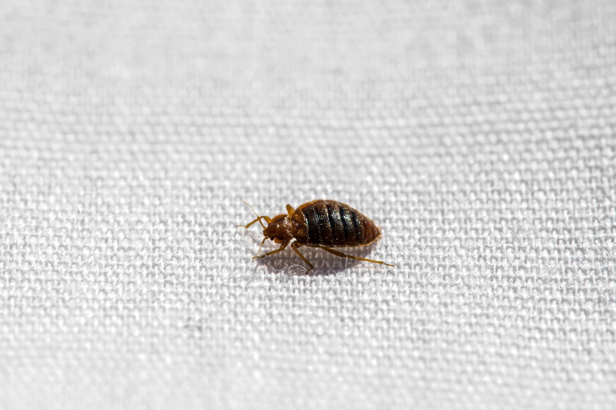How to Protect Home From Bed Bugs After Traveling, Doctor Says