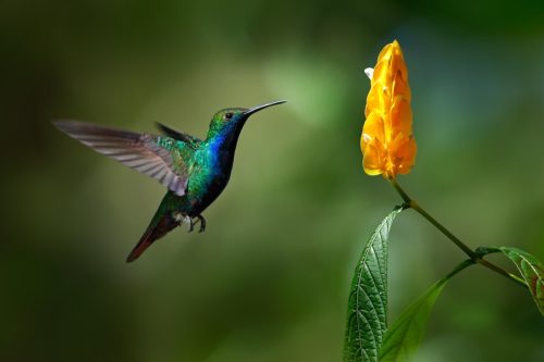 Green and blue Hummingbird hovering near a flower