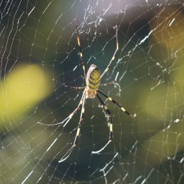A big Japanese Joro Spider waiting for prey. Perfectly usable for all topics related to spiders, arachnophobia or animals in general.