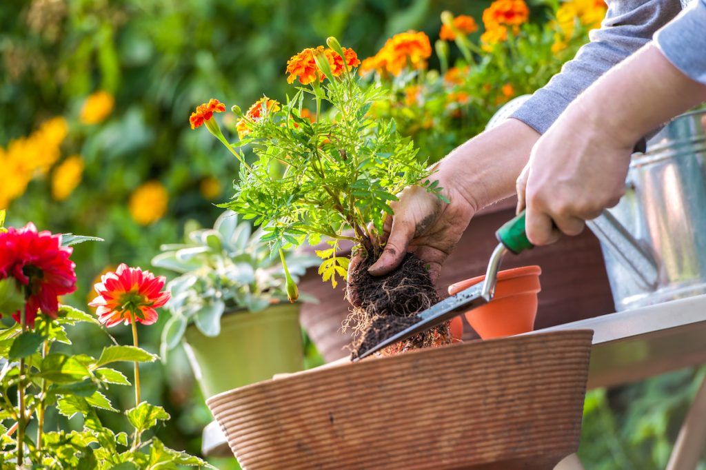 Close up of someone planting orange marigold flowers in a pot outside, surrounded by other flowers