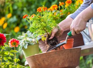 Close up of someone planting orange marigold flowers in a pot outside, surrounded by other flowers