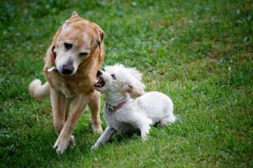 Two dogs Fighting. Color Image