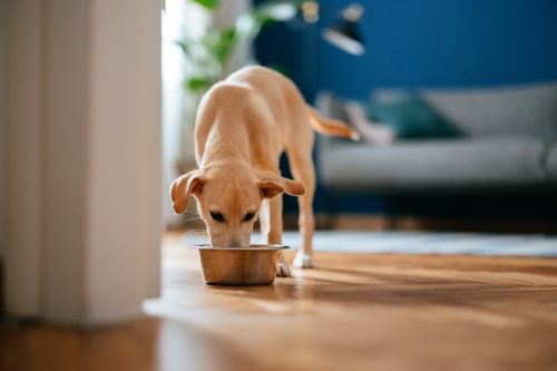 Cute puppy eating from a bowl with pet food in the living room.