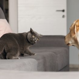 A gray British cat looks wary at a Labrador living together, the foreground is blurred
