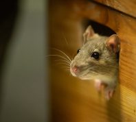 Cute rat looking out of a wooden box