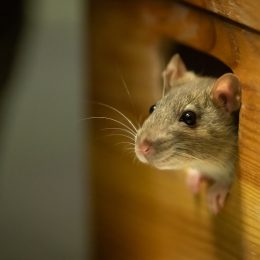 Cute rat looking out of a wooden box