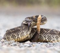 A rattlesnake coiled on the ground with its tongue out and tail up