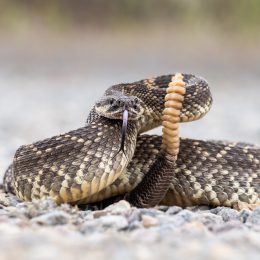 A rattlesnake coiled on the ground with its tongue out and tail up
