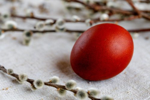 Red Easter egg among pussy willows