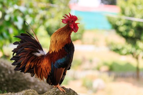 colorful male rooster crowing