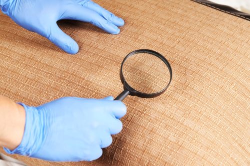 person detecting pest or insect on a furniture textile. parasite control and cleaning service concept. sanitation worker. copy space.