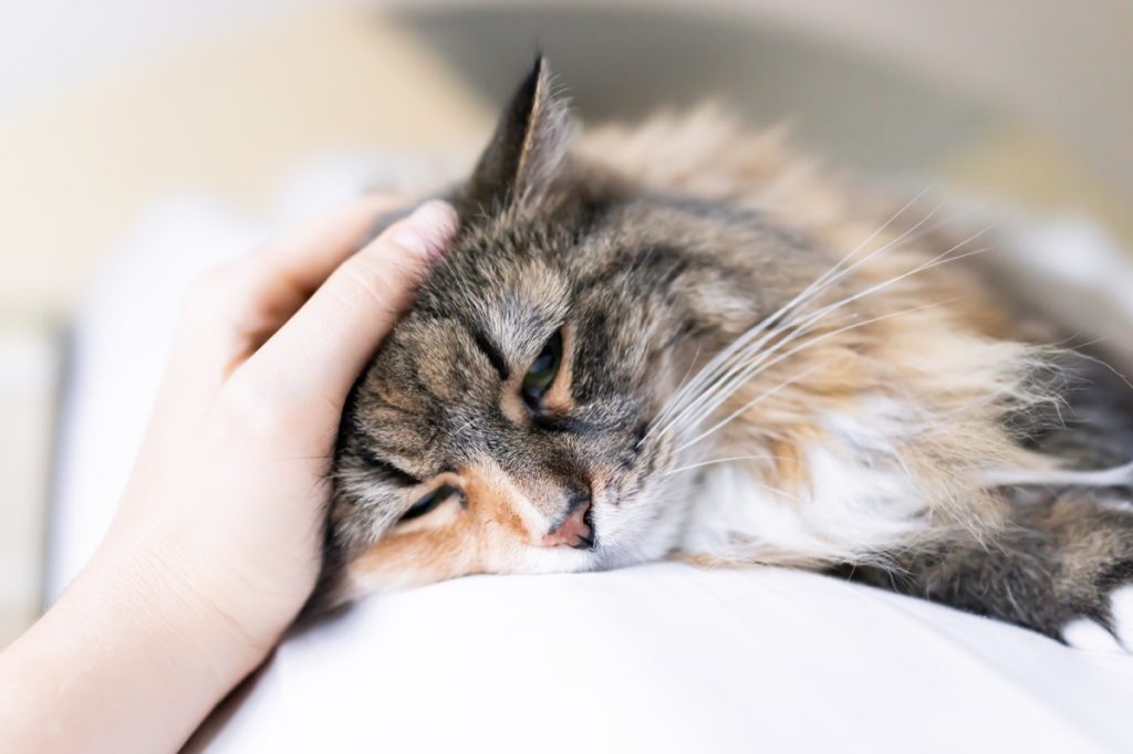 Closeup portrait of calico maine coon cat lying with owner