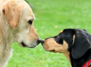Golden Retriever and puppy sniffing each other, focus on the noses