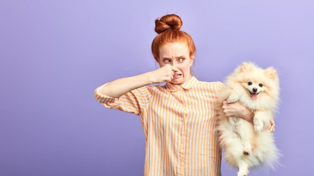 A young woman with red hair holding her nose and grimacing while holding a small white dog. She's wearing an orange and white striped shirt against a solid purple background.
