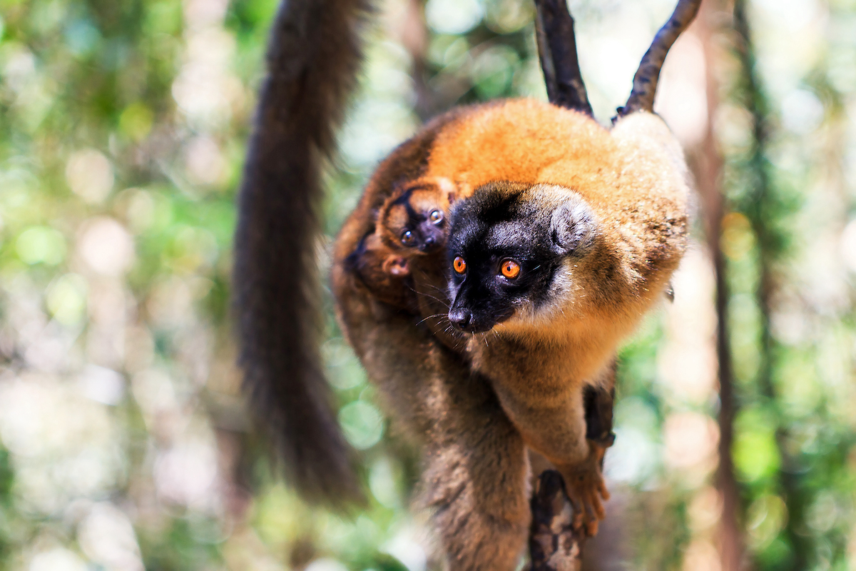 The red-fronted lemur (Eulemur rufifrons, also known as the red-fronted brown lemur or southern red-fronted brown lemur) with baby, in Andasibe national park, Madagascar