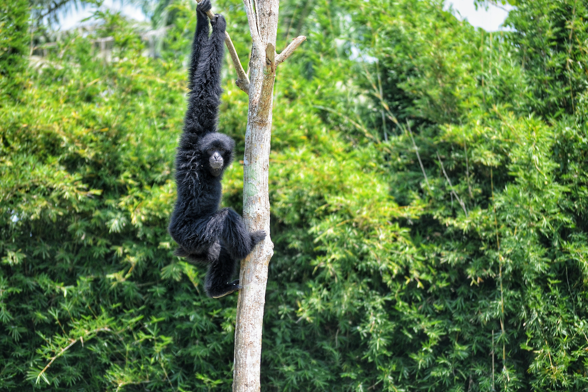 Siamang gibbons in a tree