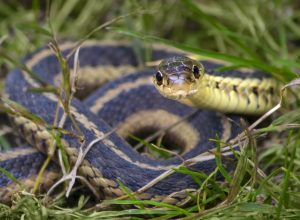 Snake in the grass. Common eastern Garter snake, coiled in the grass, looking forward at camera