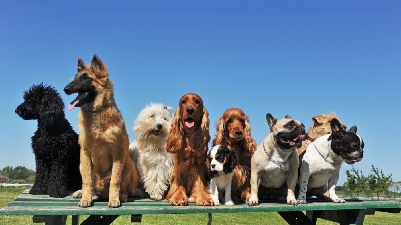 MOST POPULAR DOG BREEDS AMERICAN KENNEL CLUB visual data 4