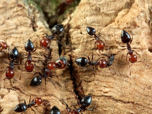 Acrobat ants on wood