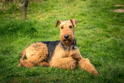 Airedale Terrier dog laying in the grass