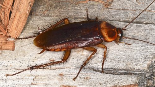 how to get rid of cockroaches - american cockroach