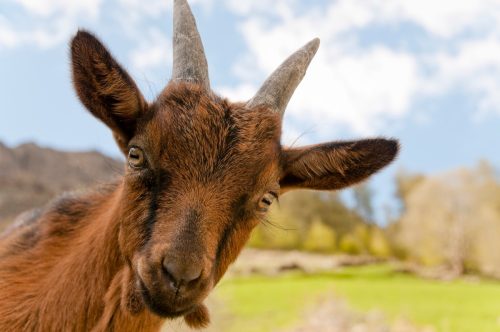 brown goat in a field looking into a camera