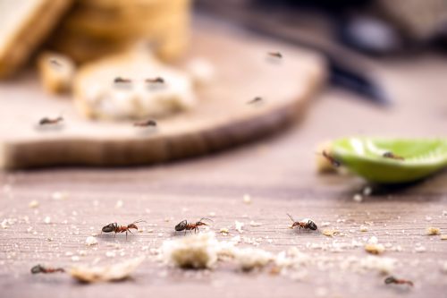 ants among food crumbs