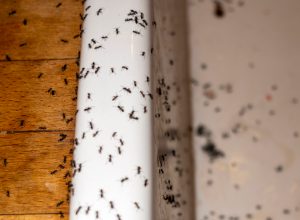 Ants in kitchen